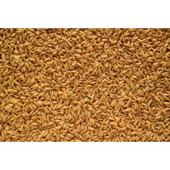 Owies bezłuskowy 1 kg dla gołębi papug gryzoni